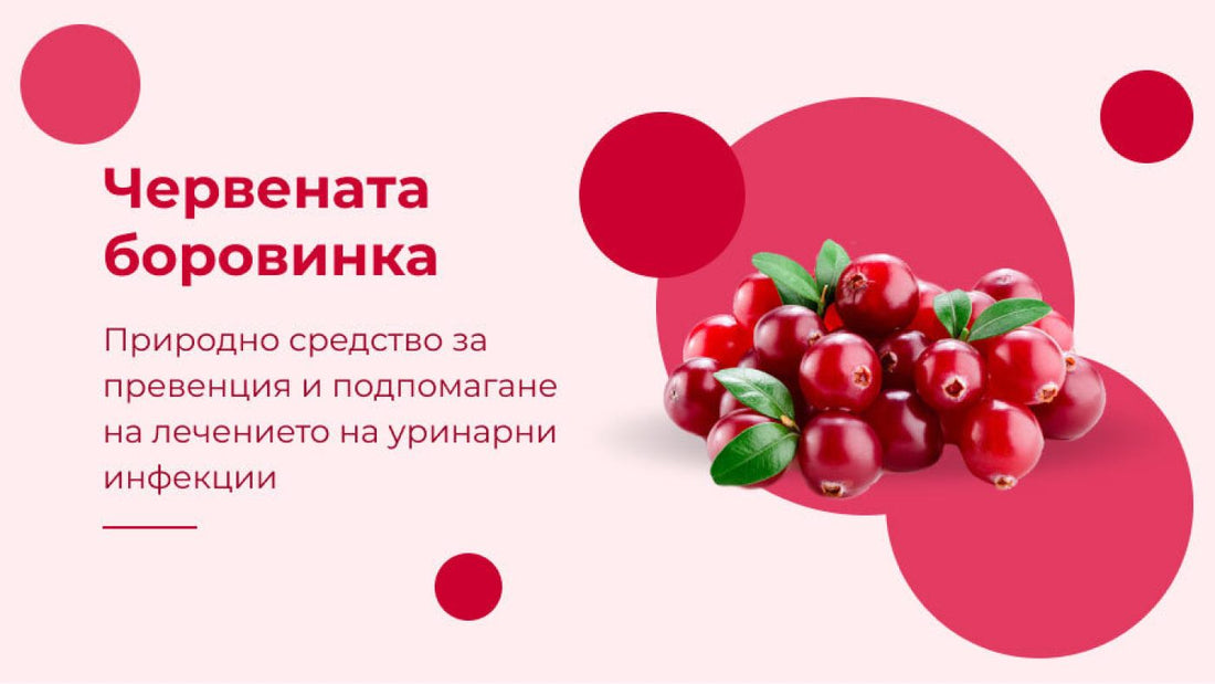 Как червената боровинка помага при уроинфекции?